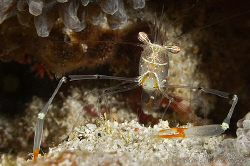 Periclimenes tenuipes - Long Arm Shrimp by Michael Henke 